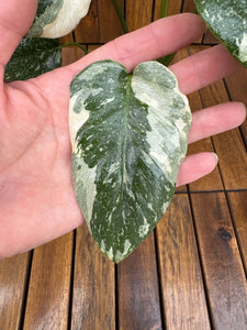 Monstera Thai Constellation (exemplarul din foto)