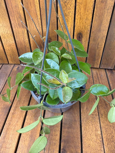 Hoya Mathilde D15