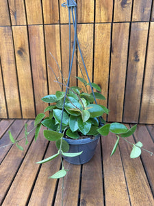 Hoya Mathilde D15