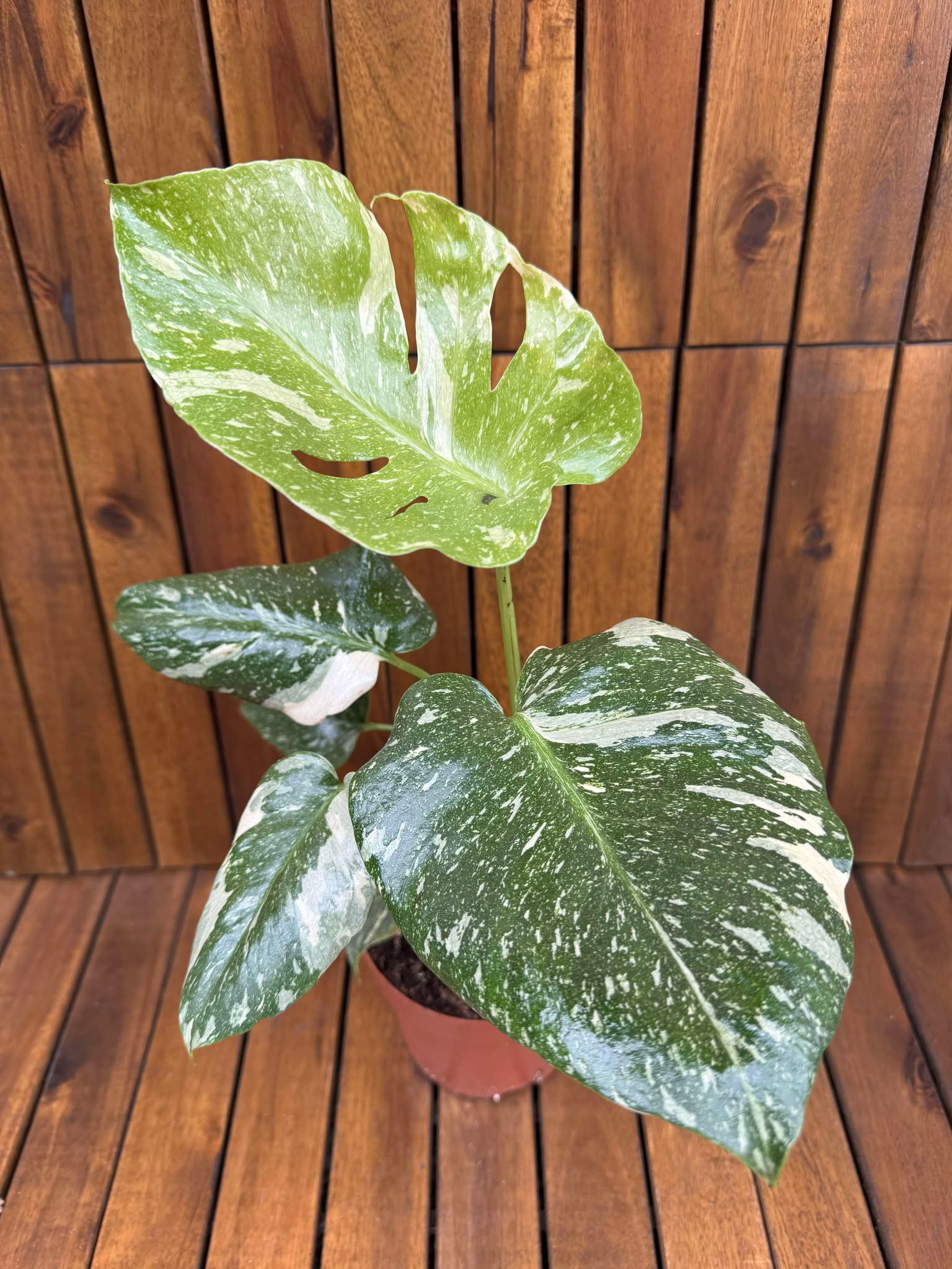 Monstera Thai Constellation (exemplarul din foto)