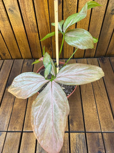 Syngonium Pink Splash