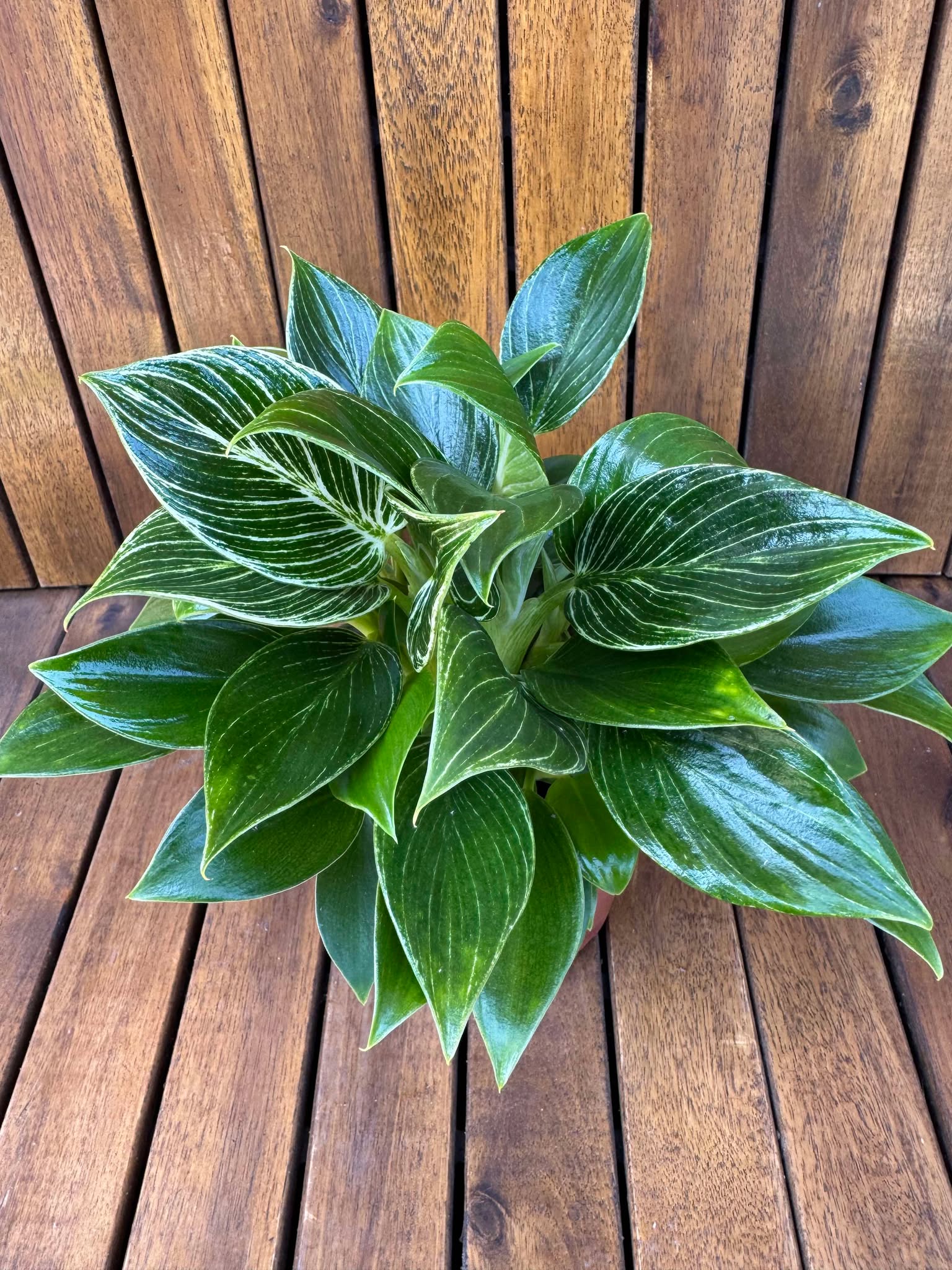 Philodendron Birkin Compact