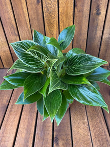 Philodendron Birkin Compact