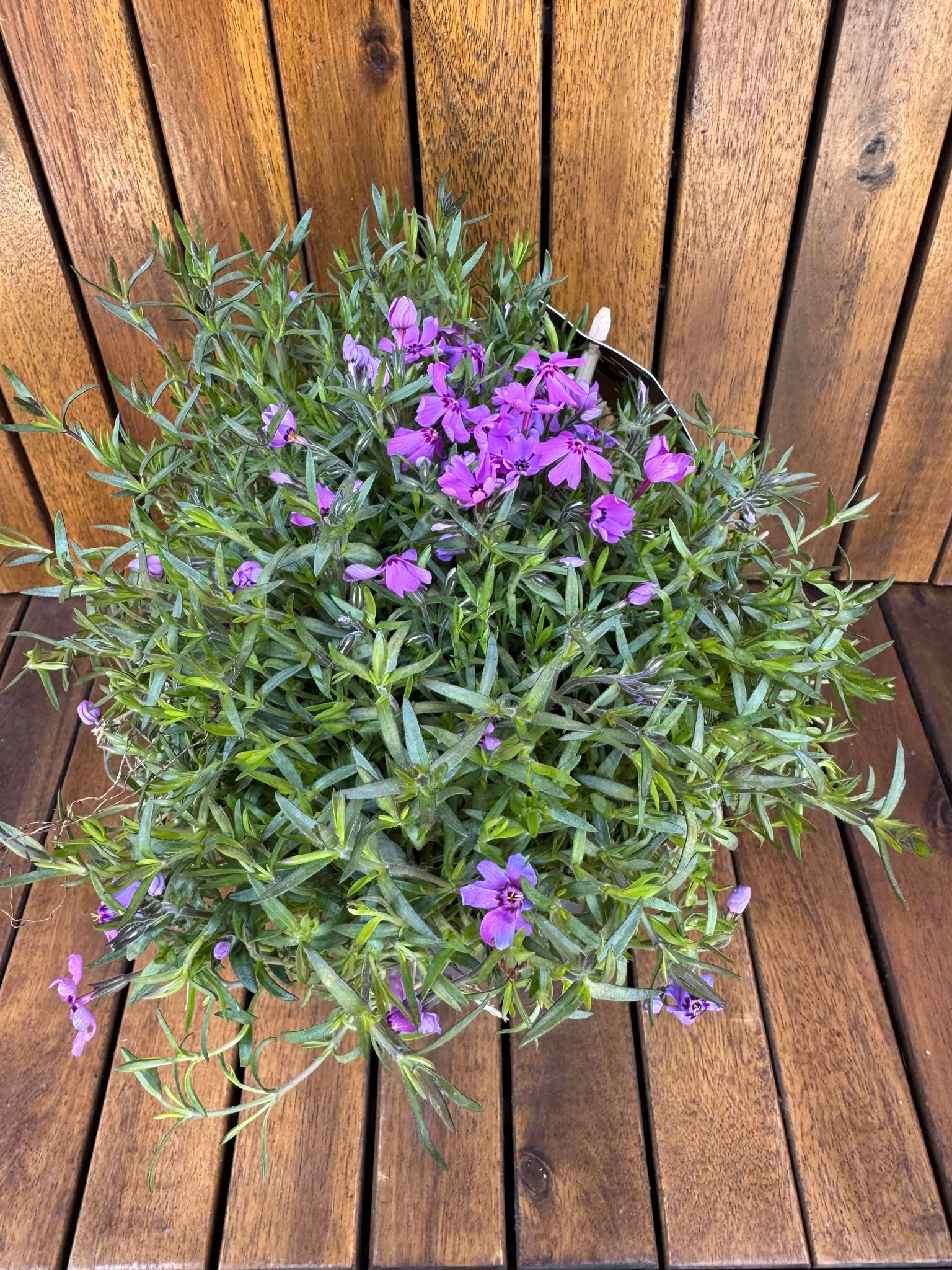 Phlox Subulata