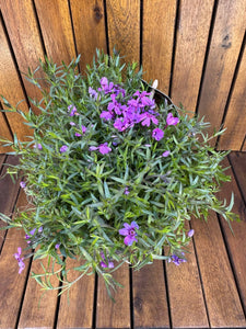 Phlox Subulata