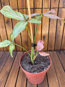 Syngonium Pink Splash