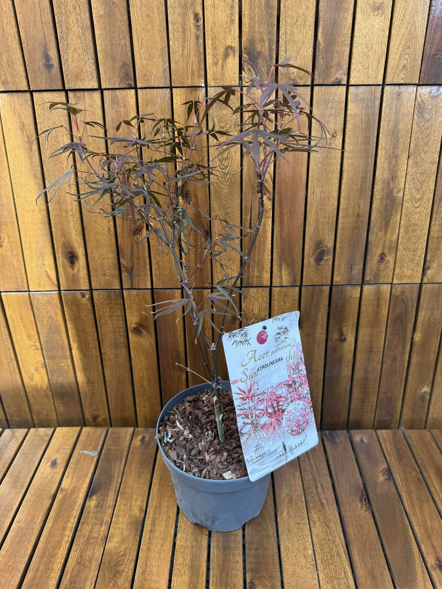 Artar japonez Atrolineara