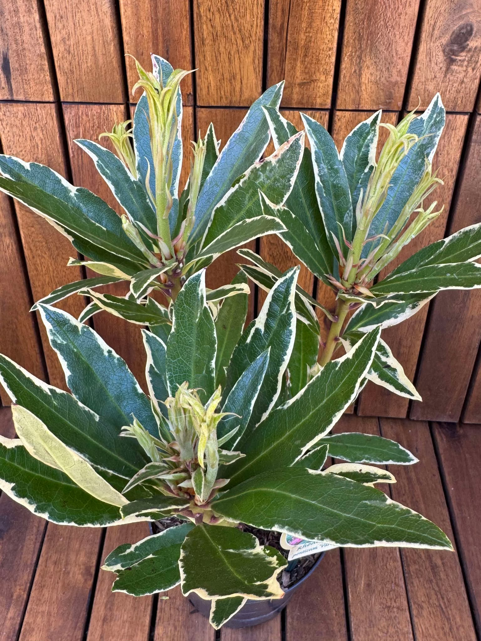 Rhododendron Ponticum Variegat
