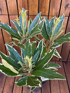 Rhododendron Ponticum Variegat
