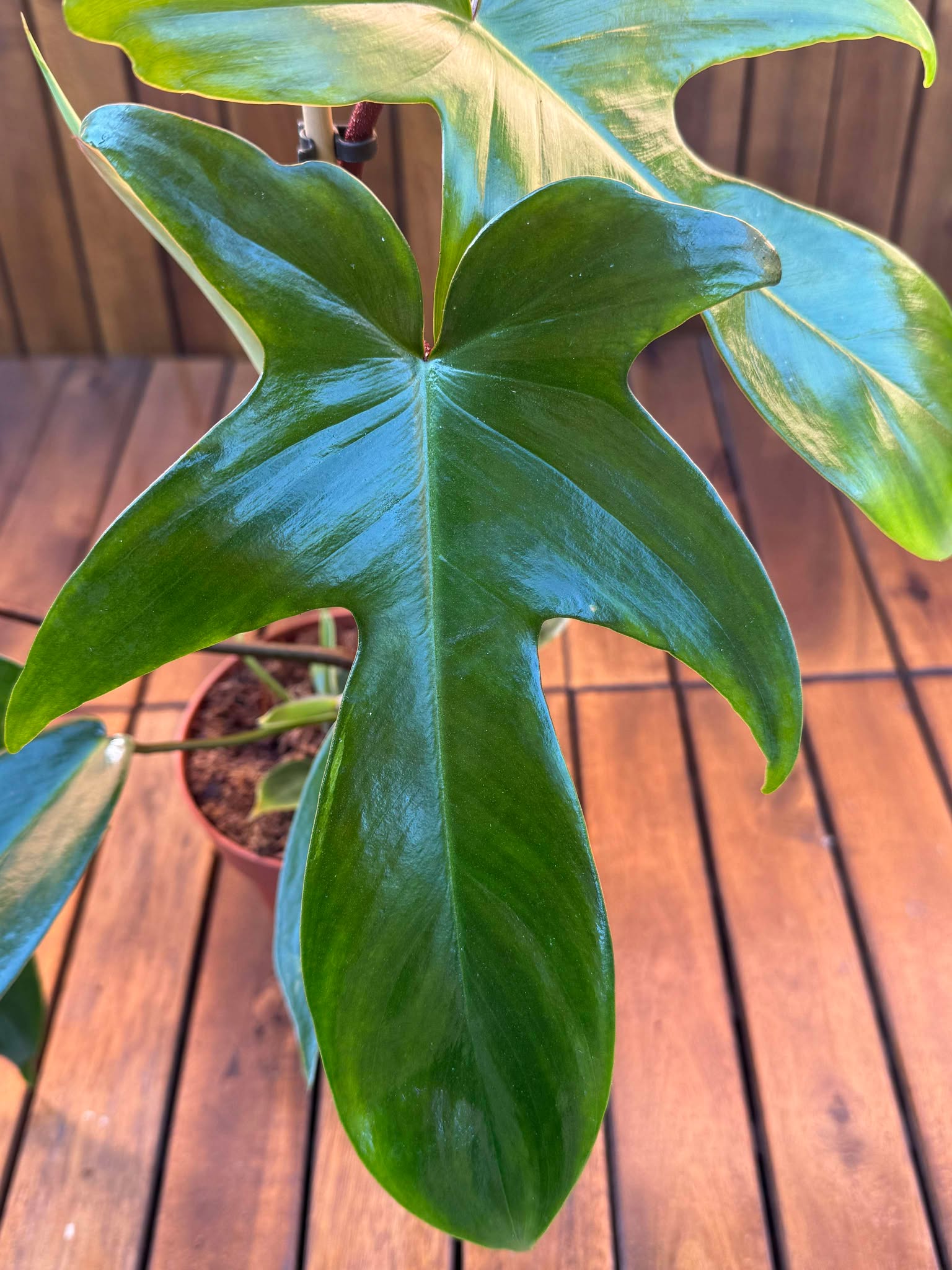 Philodendron Green Florida