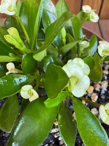 Euphorbia Milli Yellow
