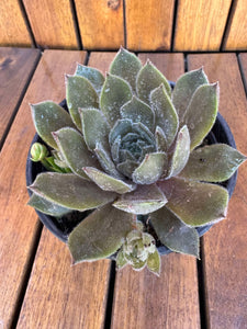 Sempervivum