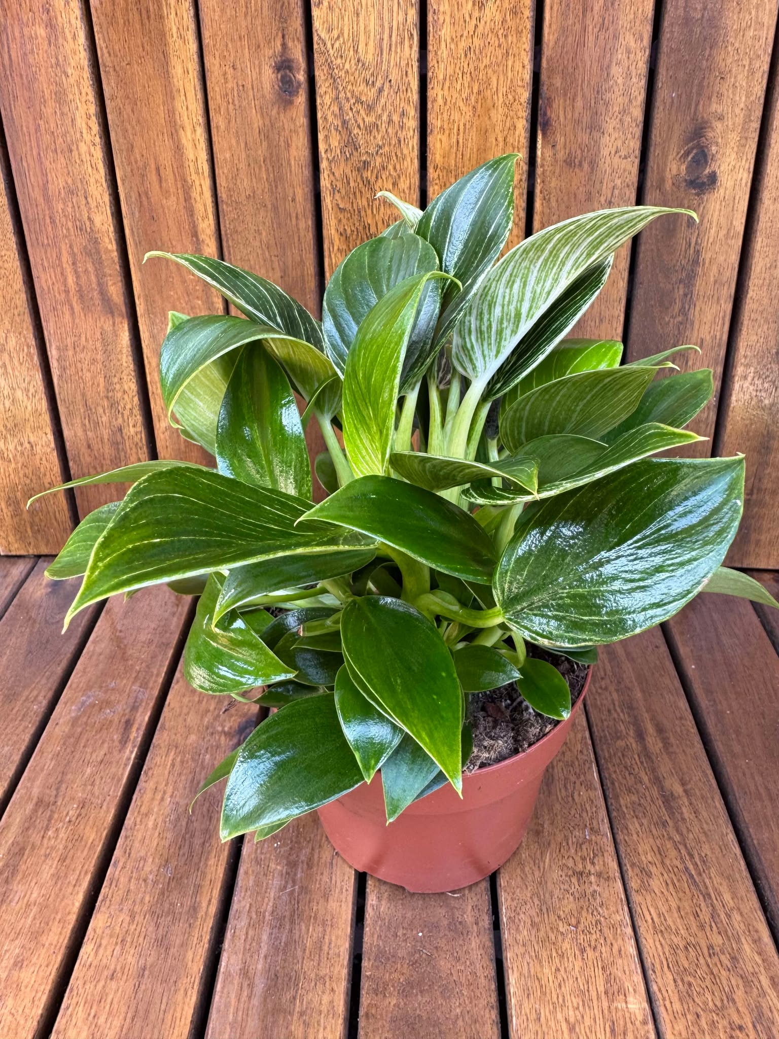 Philodendron Birkin Compact