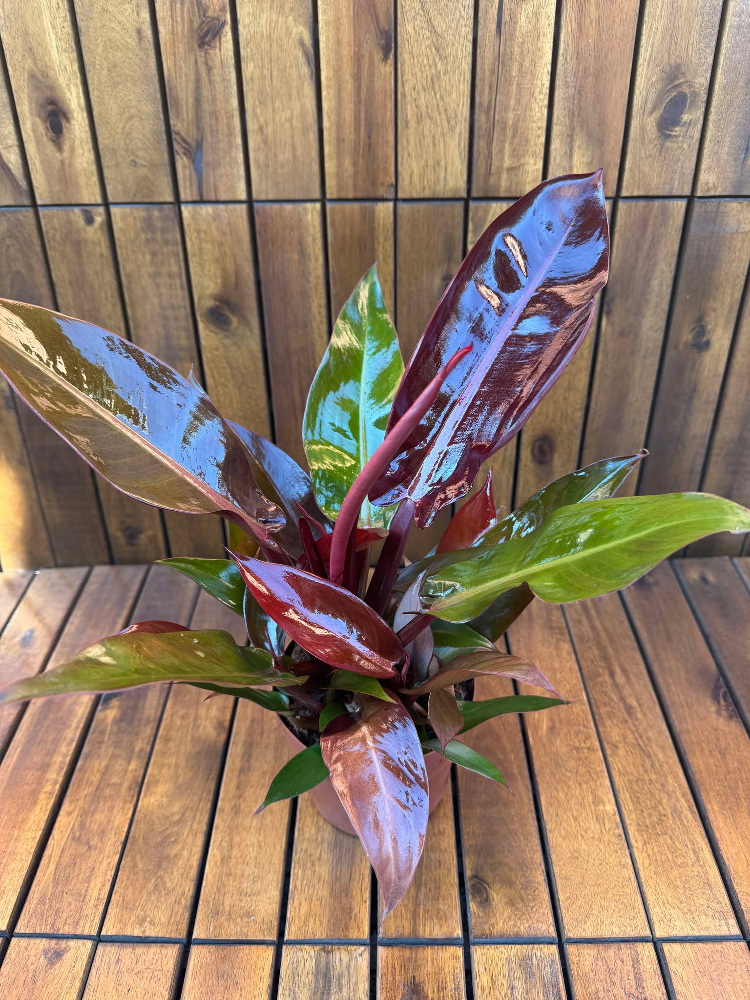 Philodendron Red Sun (exemplarul din foto)