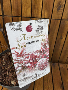 Artar japonez Atrolineara
