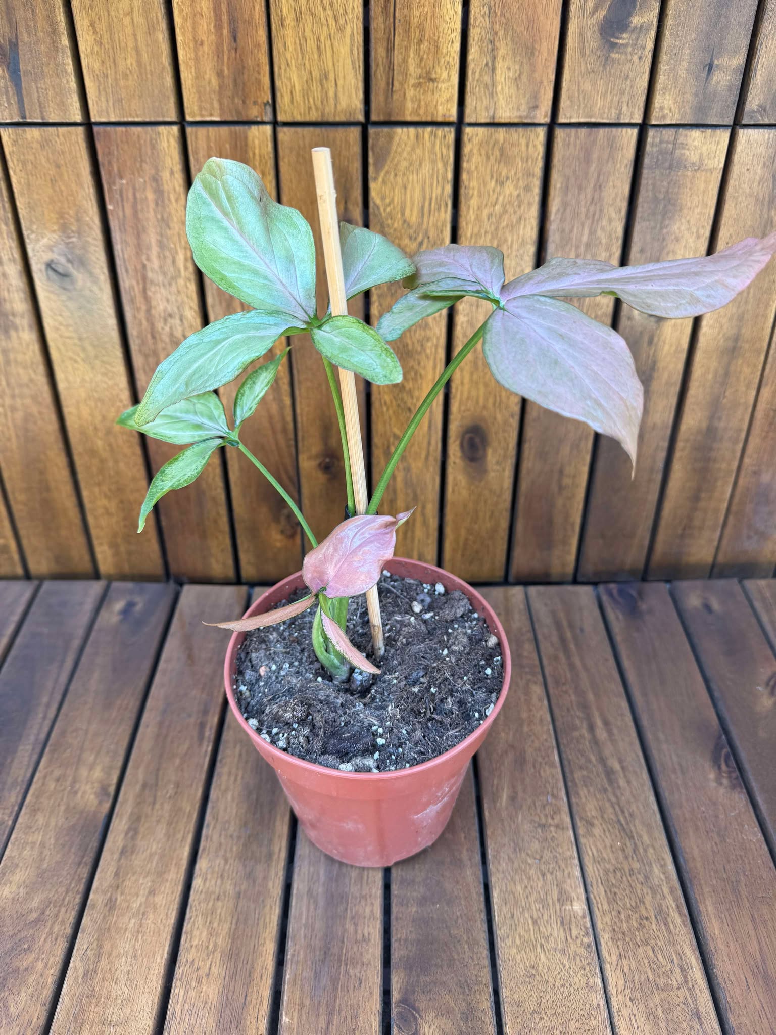 Syngonium Pink Splash