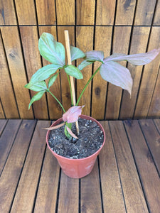 Syngonium Pink Splash