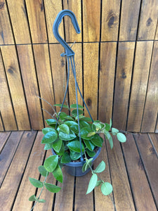 Hoya Mathilde D15