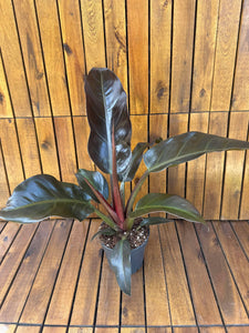 Philodendron Imperial Red