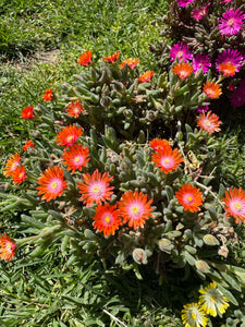 Delosperma Orange