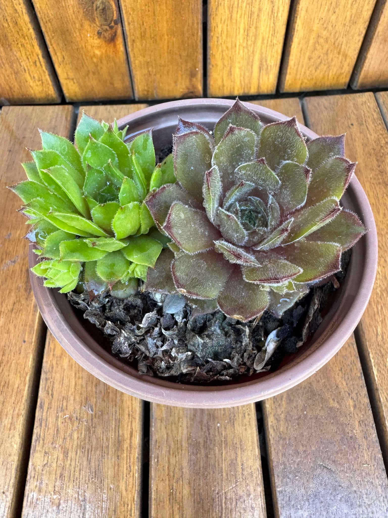 Sempervivum mix