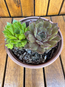 Sempervivum mix