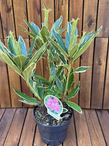 Rhododendron Ponticum Variegat