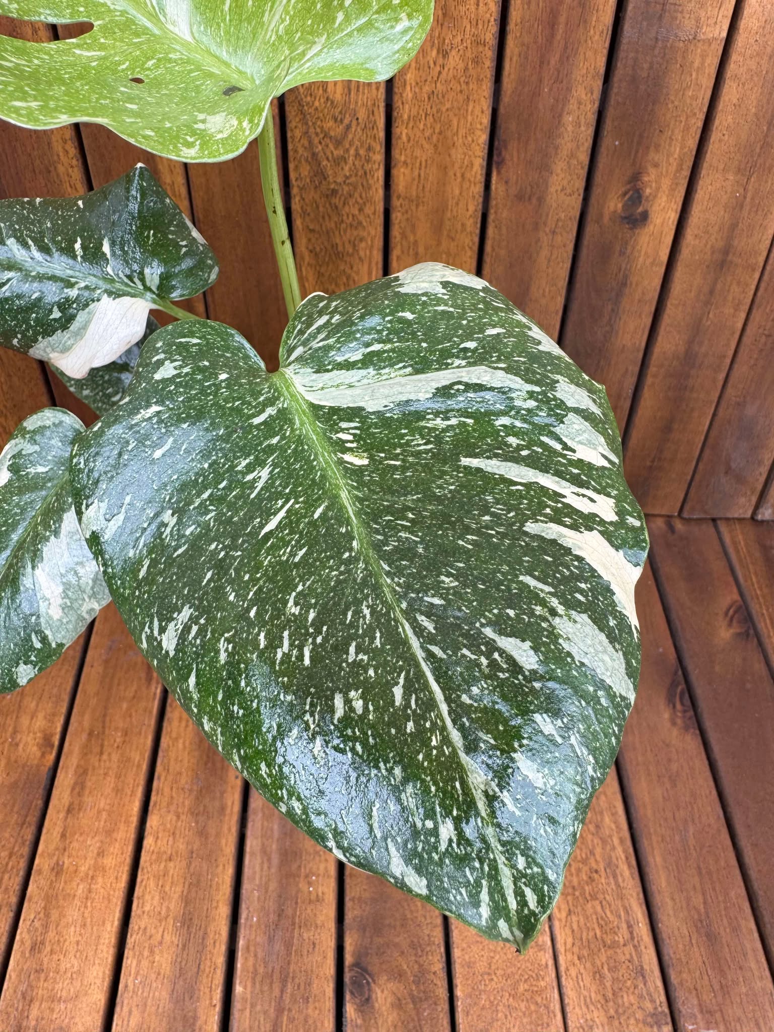 Monstera Thai Constellation (exemplarul din foto)