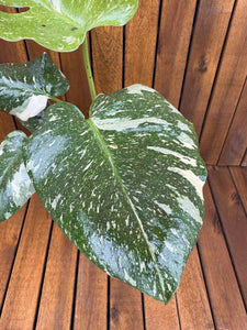 Monstera Thai Constellation (exemplarul din foto)