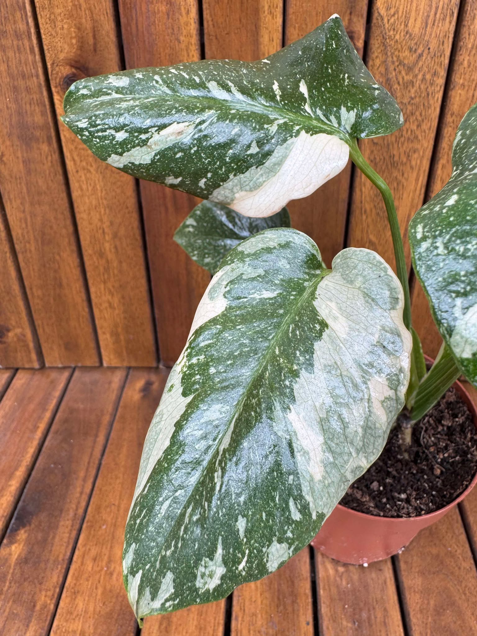 Monstera Thai Constellation (exemplarul din foto)