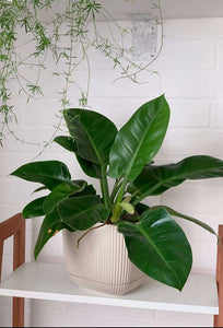 Philodendron Imperial Green