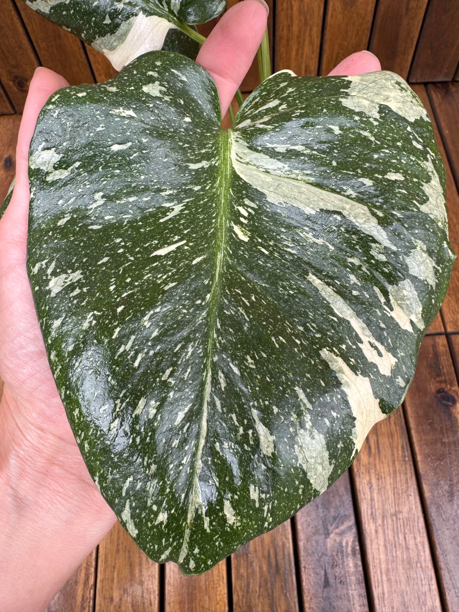 Monstera Thai Constellation (exemplarul din foto)