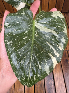 Monstera Thai Constellation (exemplarul din foto)