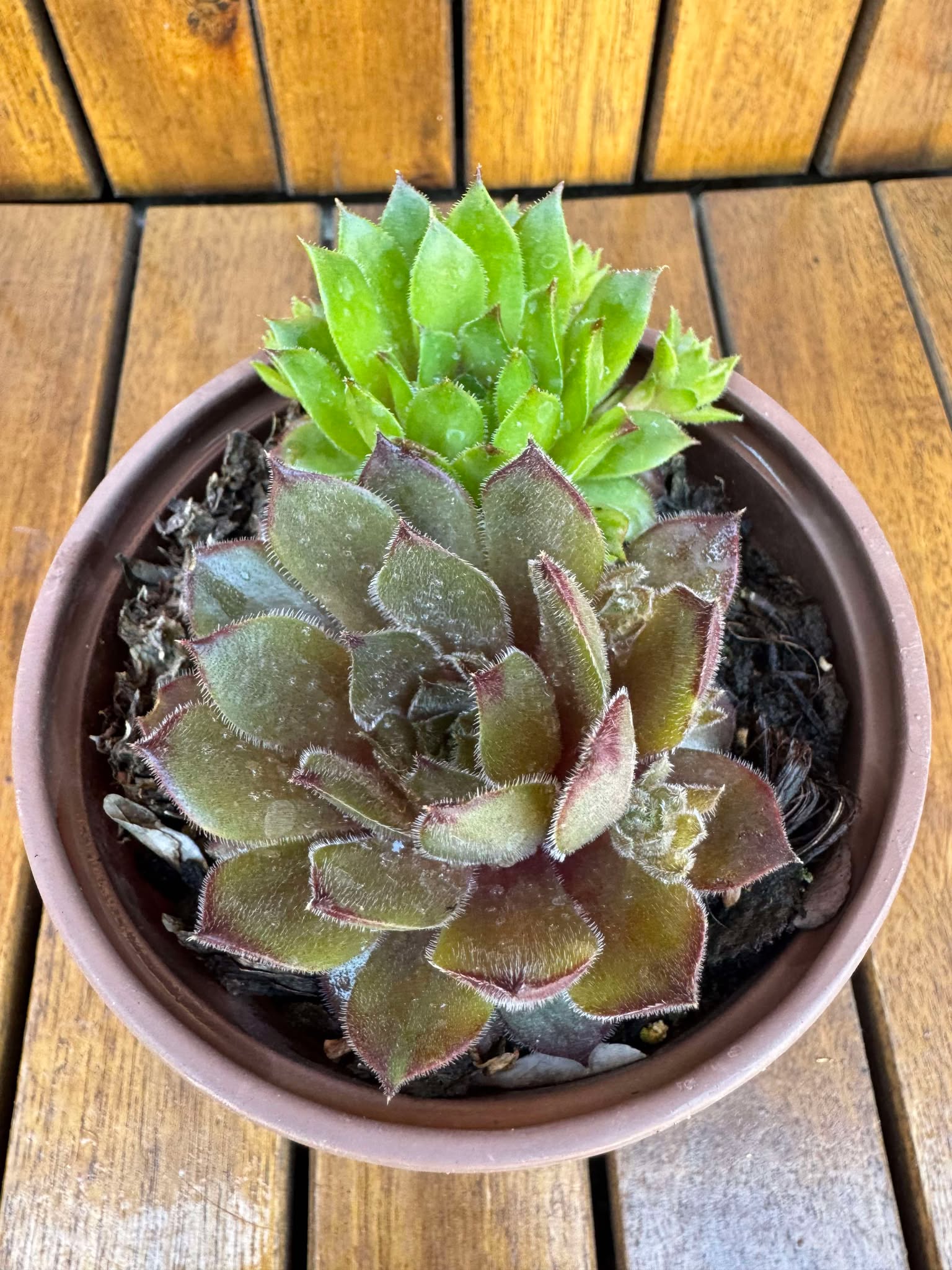 Sempervivum mix