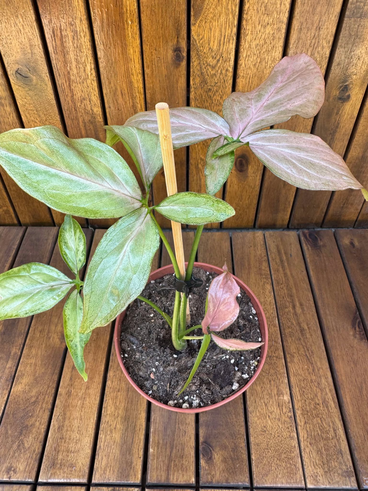 Syngonium Pink Splash