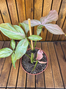 Syngonium Pink Splash