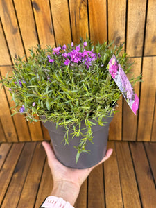 Phlox Subulata