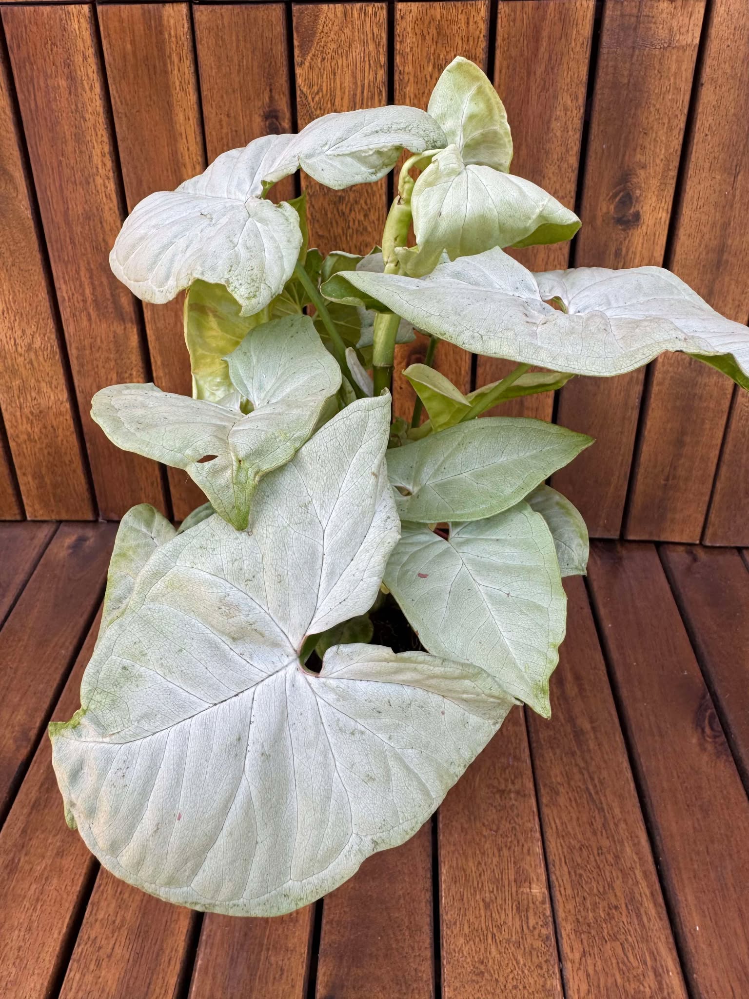 Syngonium White