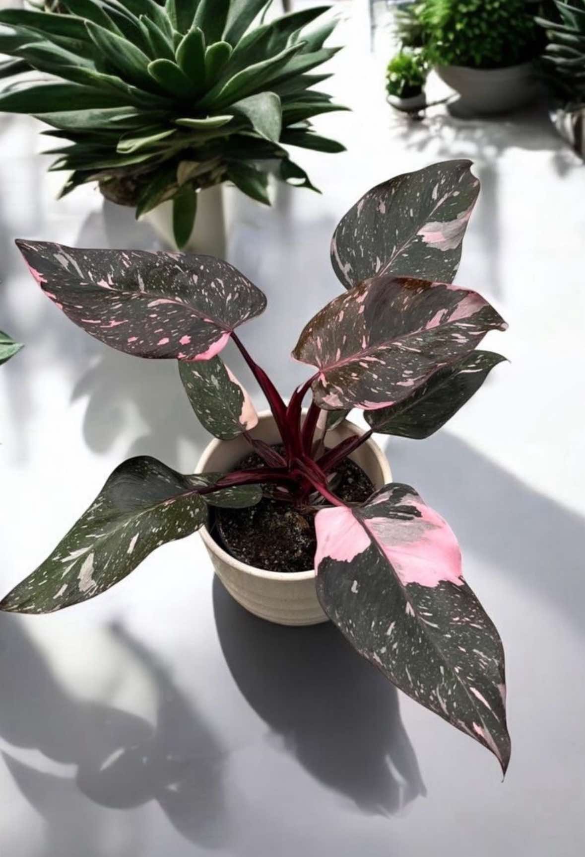 Philodendron Pink Princess