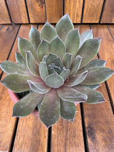 Sempervivum