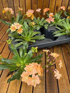 Lewisia portocaliu D9