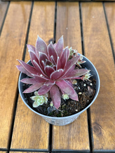Sempervivum