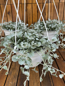Dichondra Argentea Silver Falls