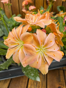 Lewisia portocaliu D9