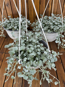 Dichondra Argentea Silver Falls