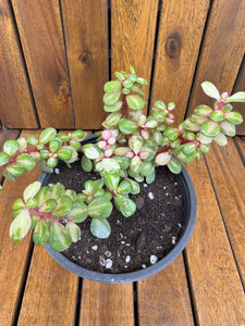 Portucalaria Afra Variegata