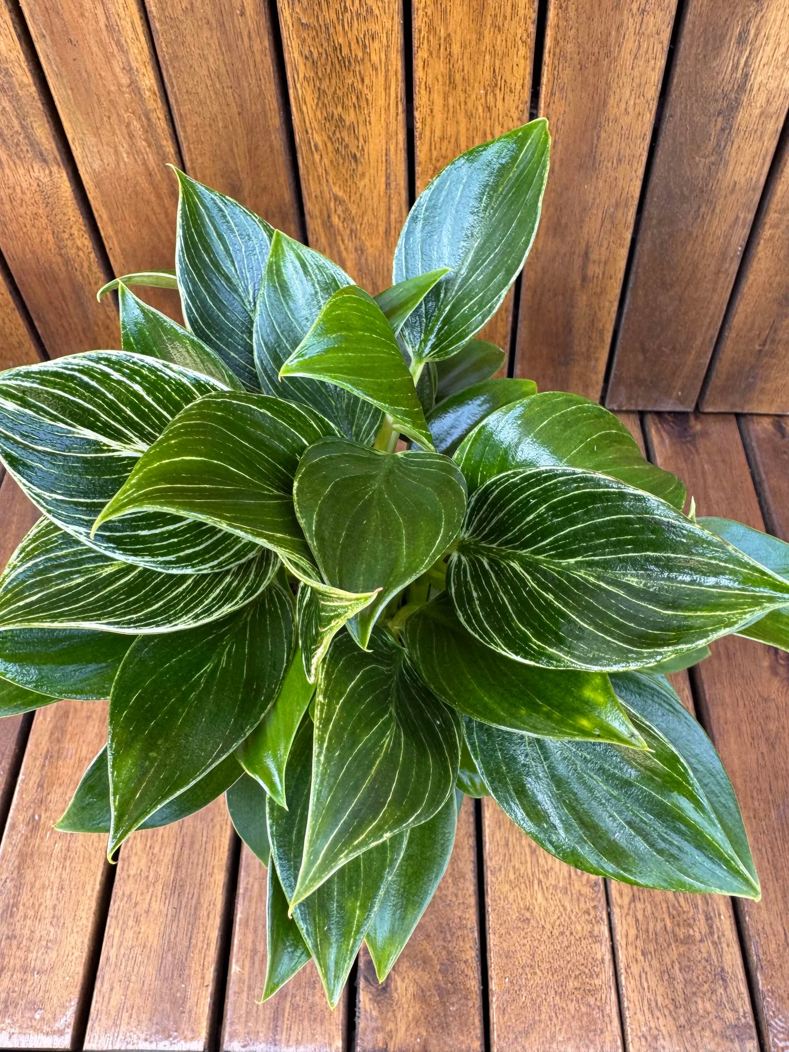 Philodendron Birkin Compact