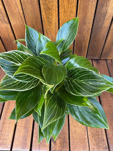 Philodendron Birkin Compact
