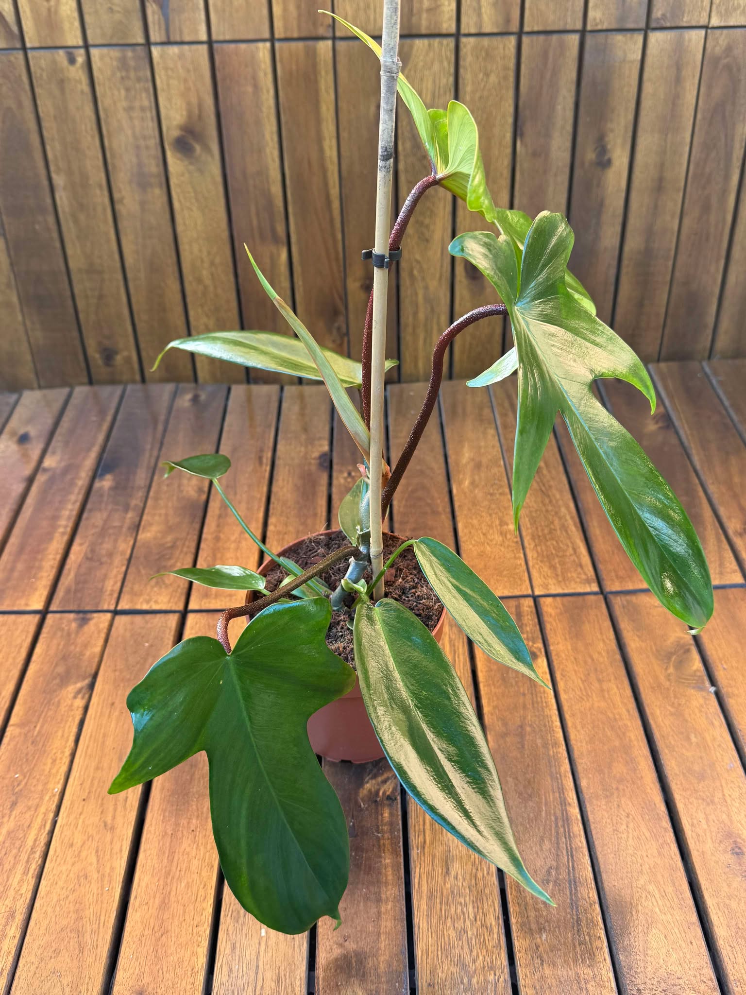 Philodendron Green Florida