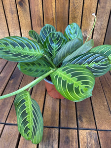 Marantha Lemon Lime